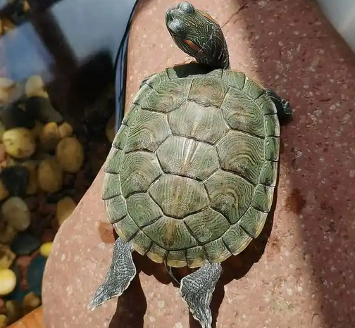 乌龟的风水作用