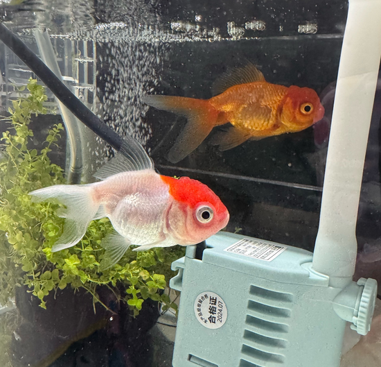 办公室养鱼风水